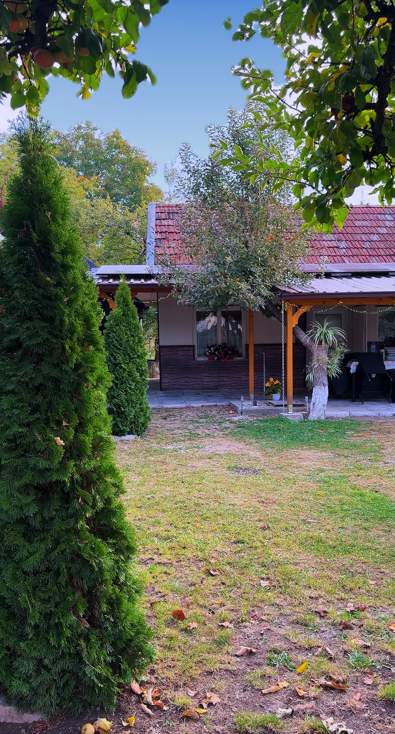 The lawn, a thuja and the terrace in the background