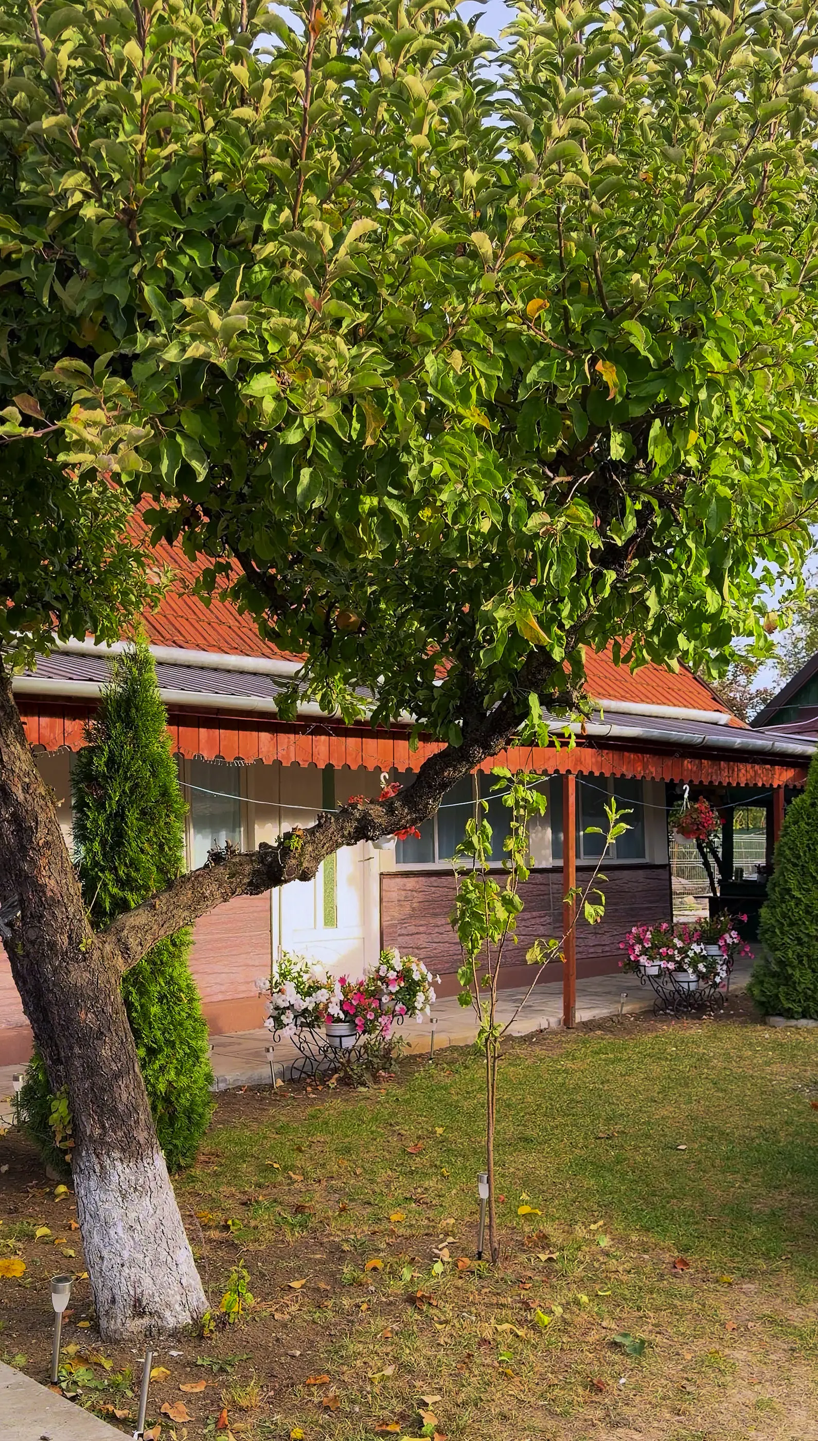 The apple tree in the garden, a thuja and flowers by the house