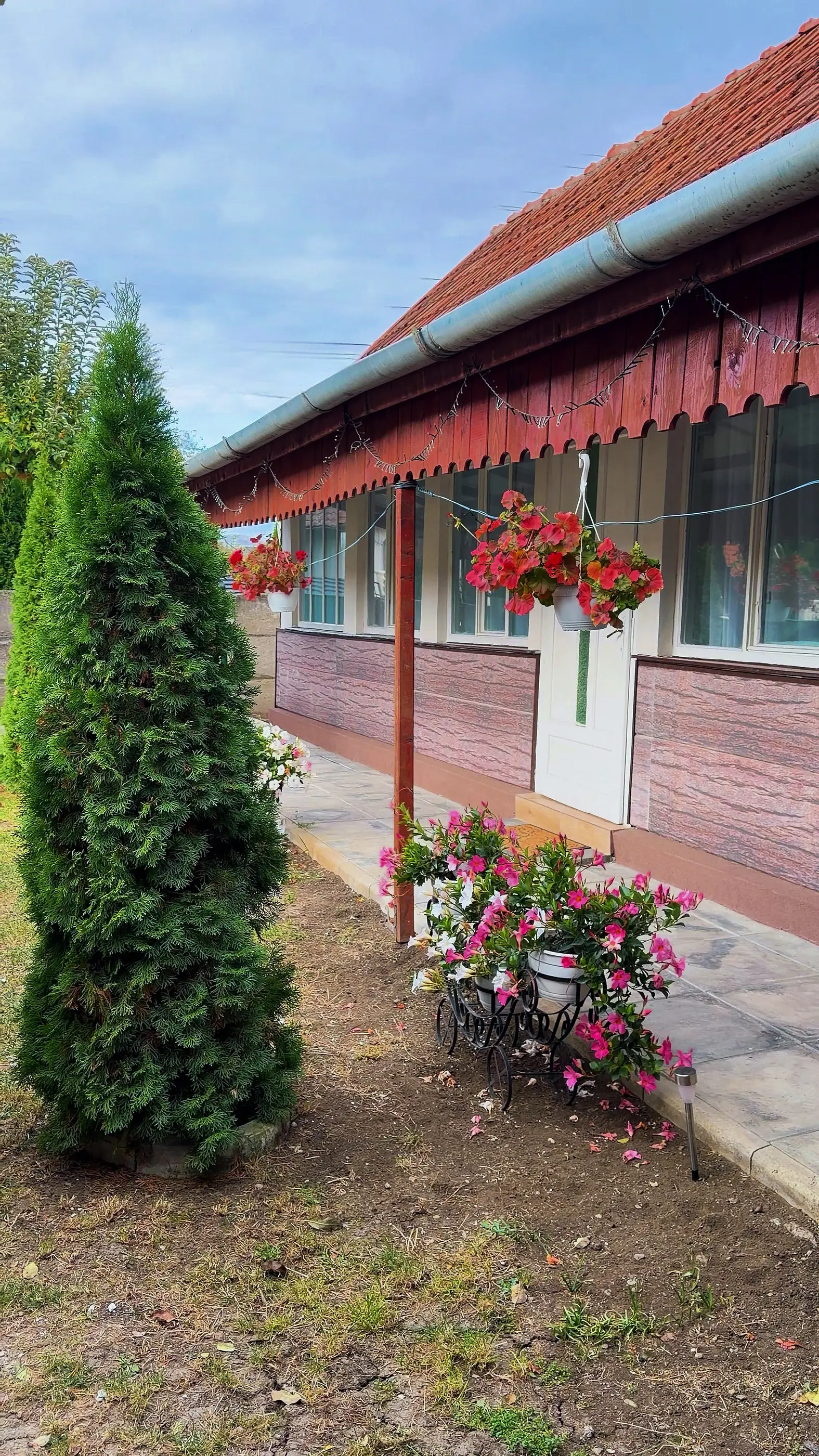 The porch with pink flowers and a thuja in the garden
